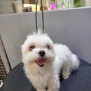 댕댕이모 네이버블로그