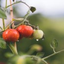 올데이올가닉 이미지