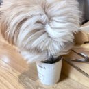 첨단기업로2L(2)-16 | 자동급수기 추천! 무선 자동정수기 찾는 집사 필독! 롤라 펫 정수(16cm·2L·앱 알림) 언박싱 &amp; 사용기