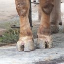 고기의 민족 이미지