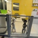 댕댕아 이리온 이미지