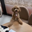 개린이세상 | [율무의 알레르기 기록] 강아지 알레르기 알러지 증상 원인 해결 방법 알레르기 검사까지