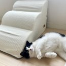 화이트펫# | 고양이 강아지 오르내림을 위한 필수템, 화이트 인테리어 맞춤 올미오펫 곡선 계단 3단 후기