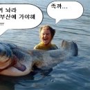 부산갈메기 이미지