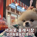 짐올레 | 서귀포 올레시장 후기 | 반려동물동반으로 다녀온 제주 야시장 아닌 낮시장 구경, 천혜향이 맛있던 곳
