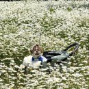 뚜뚜애견 | 부산 근교 당일치기 애견동반 힐링 산책로, 함안 '악양생태공원'