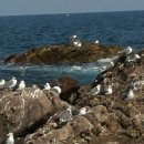 갈매기 마을 이미지