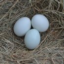 친환경 토종닭 농장 | 고유 품종 청계알이란?