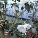 동백농장 이미지