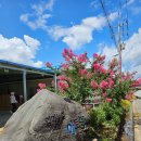 임마누엘팜 이미지