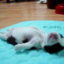 참 이미지