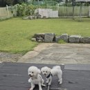 코코펫살롱&호텔 이미지