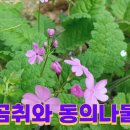 산야초