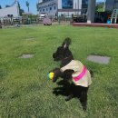 유니포리 | 조금 늦은 깜지 4번째 생파 후기🎂🎉🥳유니포리 강아지 케이크