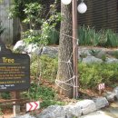 솜니움트리 이미지