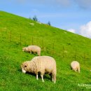 성강목장 이미지