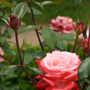 평림댐장미공원 | 전남 장성군 평림 댐 장미공원의 장미는 6월 중순까지 볼 수 있습니다.