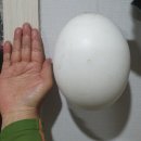 타조사육장 이미지