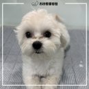 리라동물병원 이미지