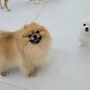 꼬모의 산책 이미지