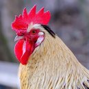 치명농장 이미지