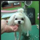 몽이애견 이미지