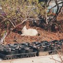 청수농원 이미지