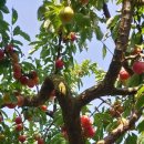 이가네농장 이미지