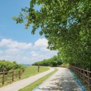 느티나무길>금강공원길 이미지