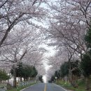 남해벚꽃길지나서 이미지