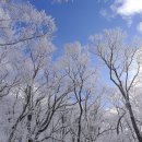 겨울왕국" 용평 발왕산 주목설경 이미지