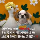 우리애견 | [파주애견]미용 ‘이뻐지개’에서 우리 루키 시원하게 빡빡이 컷! 금촌애견미용 후기(서이추환영)