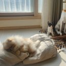 AP 동물병원 이미지