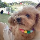카페라봉