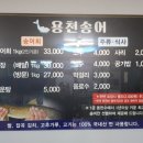 용천송어