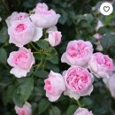 몽꾀르/몽쿠르-Mon Coeur-Rosa Orientis 이미지