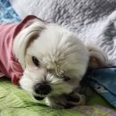 버무리떡볶이죽전도담