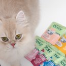 츄리 | 고양이 습식 파우치 추천 오아지 네츄리 후기