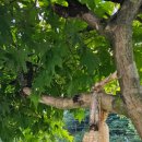 진동산채민박 이미지