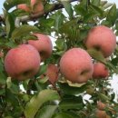 남천, 사과대추, 사과, 배나무 이미지