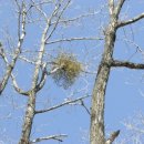 두메아리 이미지