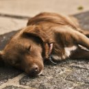 견생공감 이미지