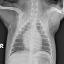 행운동물병원 이미지