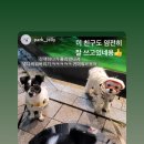댕's아이 - 전주시 완산구 구룡2길 12 | 댕's아이