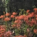 미하스빌2 이미지