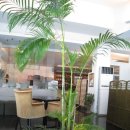 루바토(RUBATO) 이미지