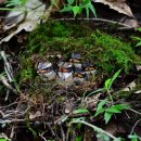 소나무둥지 이미지