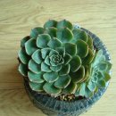 크라우스 이미지