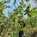 청년과일 이미지