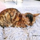 뱅갈온니 이미지